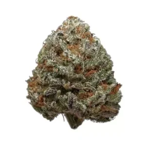 Zerbet strain