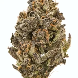 Mendocino Purps