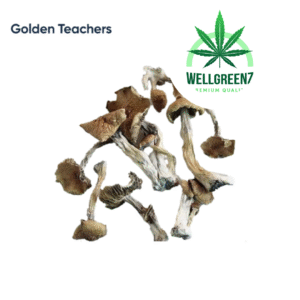 Golden Teachers Mushrooms