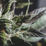 TOP 10 STRONGEST SATIVA STRAINS